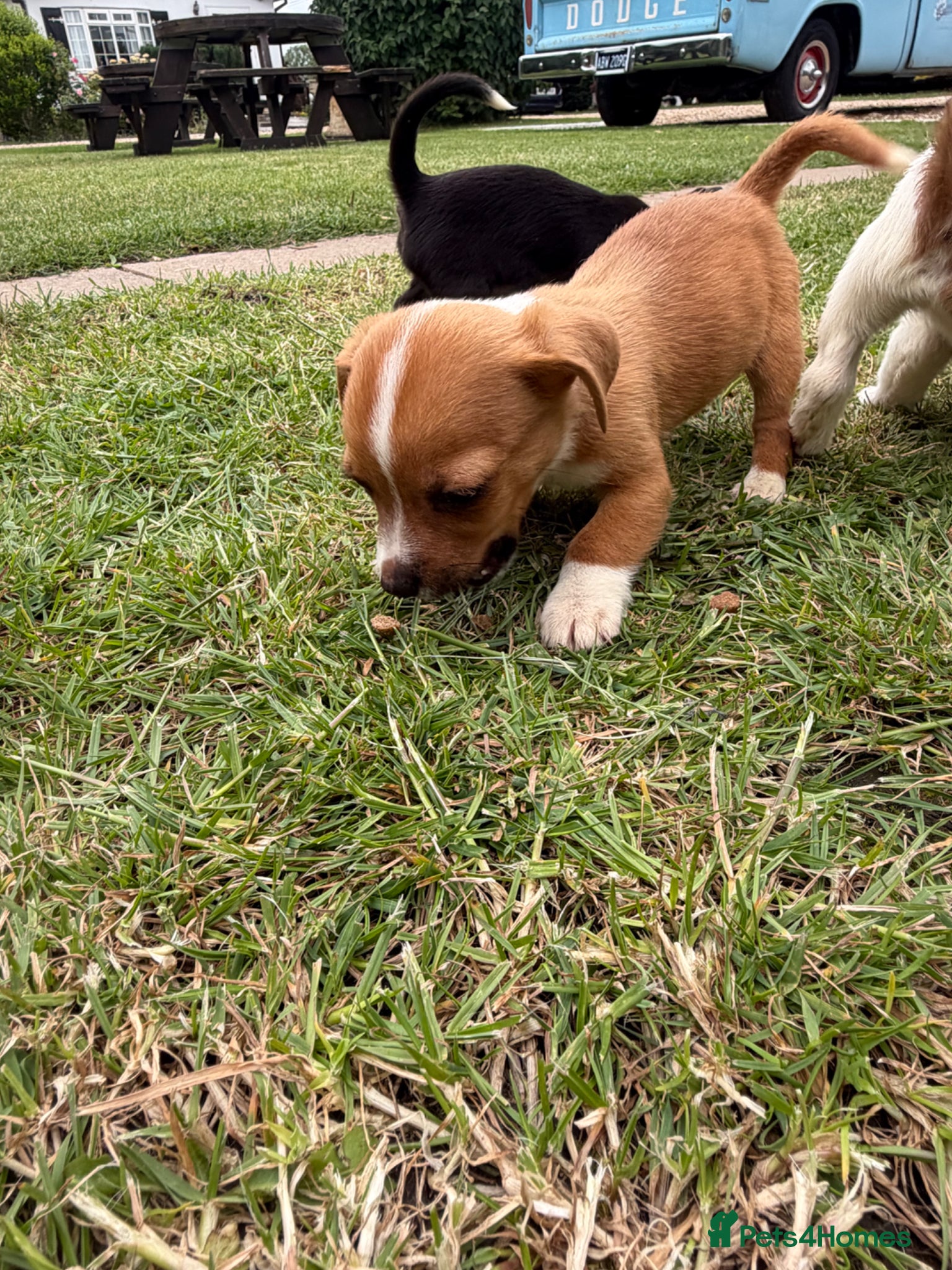Mixed Breed dogs Beautiful Jack Russell puppies.  - Advert 12