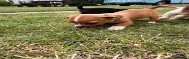 Mixed Breed Puppy 1