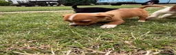 Mixed Breed dogs for sale: Beautiful Jack Russell puppies.  - Advert 1