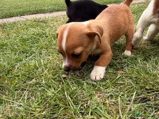 Mixed Breed dogs Beautiful Jack Russell puppies. - Advert 1