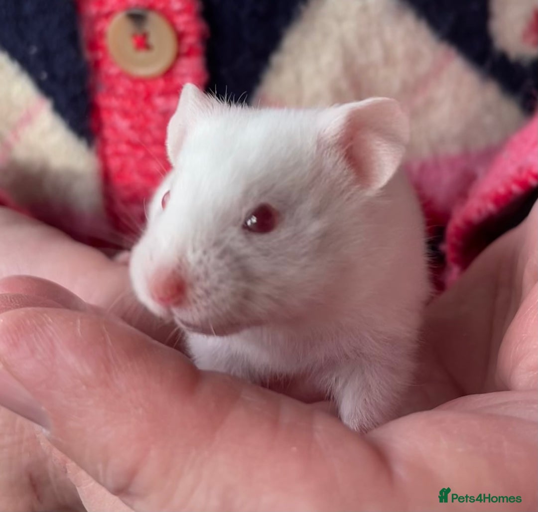 Hamster rodents for sale: Baby female Syrian hamsters from show stock  - Advert 2