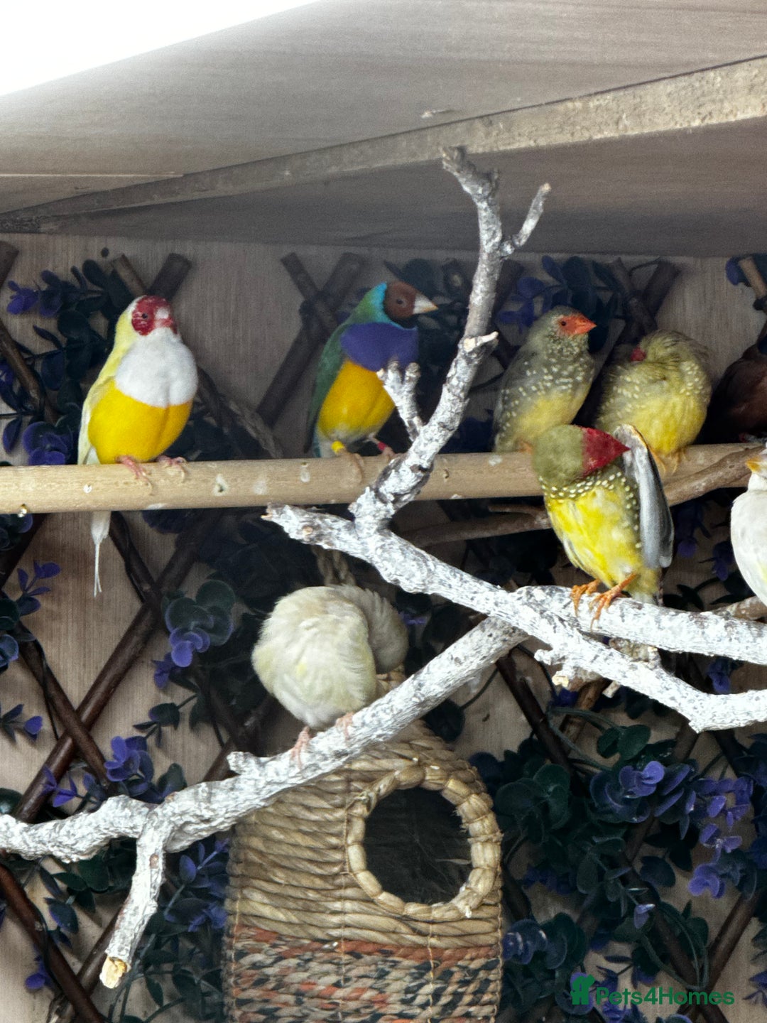 Finches birds for sale: Exhibition Zebs / Heck’s / stars and more - Image 4