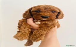Cockapoo dogs for sale: Beautiful f1b chocolate and red cockapoo pups 🐶  - Image 7