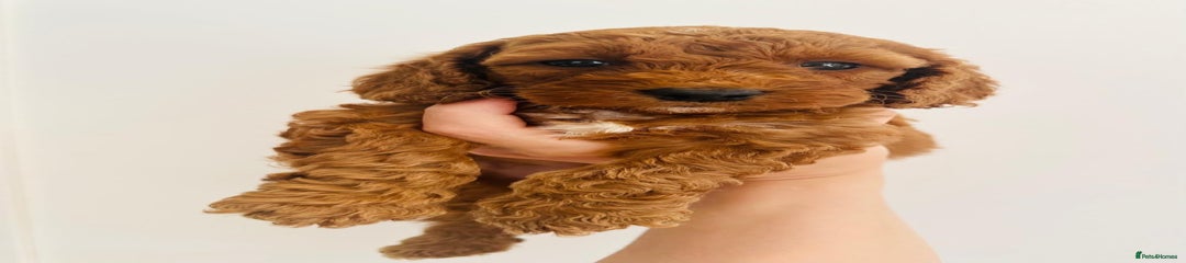 Cockapoo Puppy 6