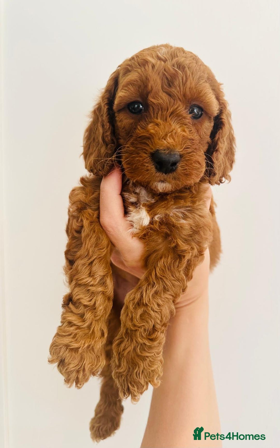 Cockapoo dogs for sale: Beautiful f1b chocolate and red cockapoo pups 🐶  - Image 7