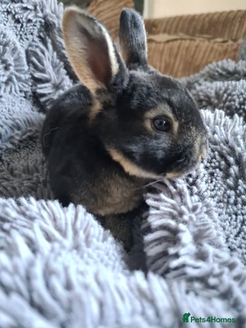 Grey Baby Rex Rabbits Rabbit Breeds Otter Rex Rabbit Cheap Mini