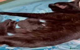 Domestic Shorthair cats for sale: 2 kittens for sale  - Image 6