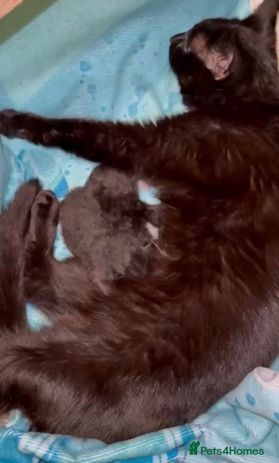 Domestic Shorthair cats for sale: 2 kittens for sale  - Image 6