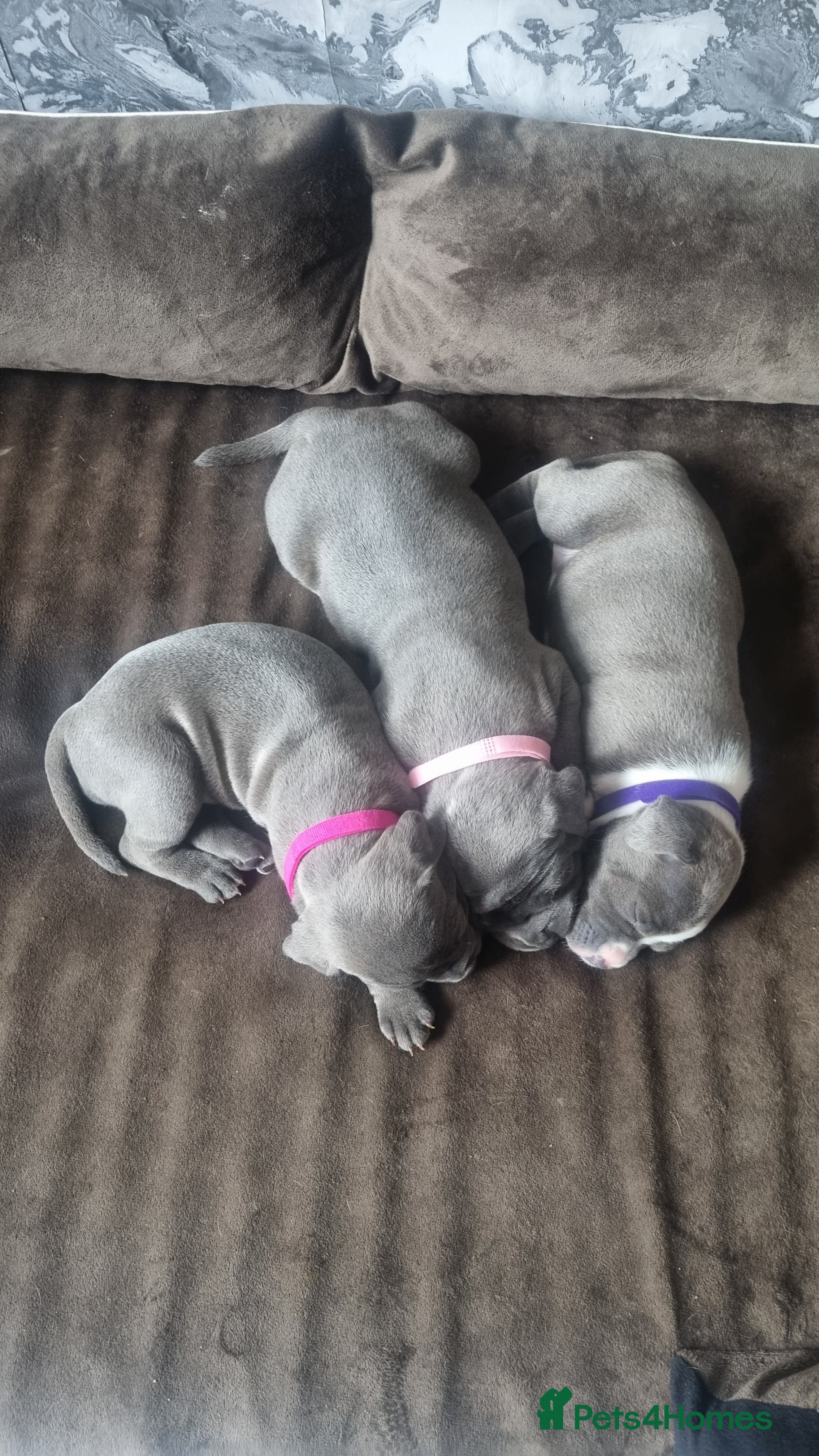 Staffordshire Bull Terrier dogs Stunning staffy girls - Advert 1