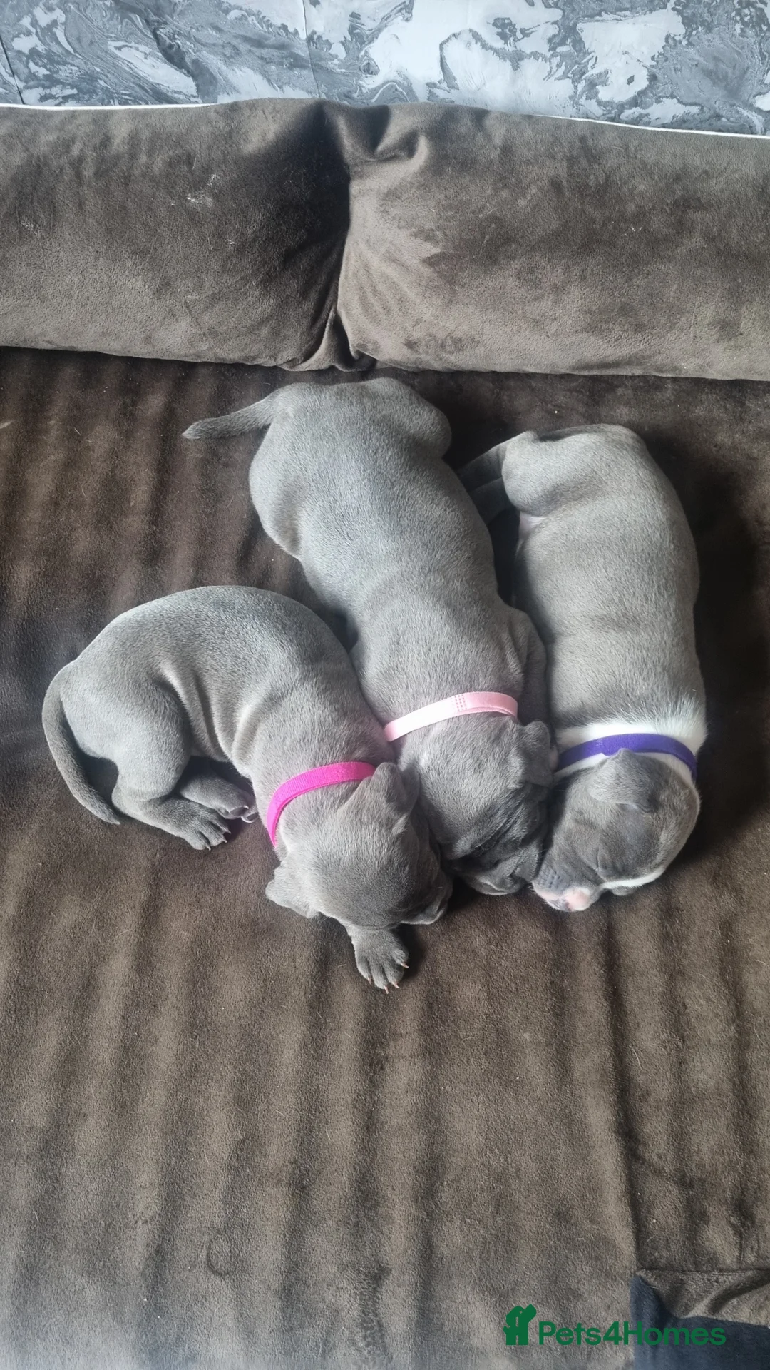 Staffordshire Bull Terrier dogs for sale: Stunning staffy girls - Advert 1