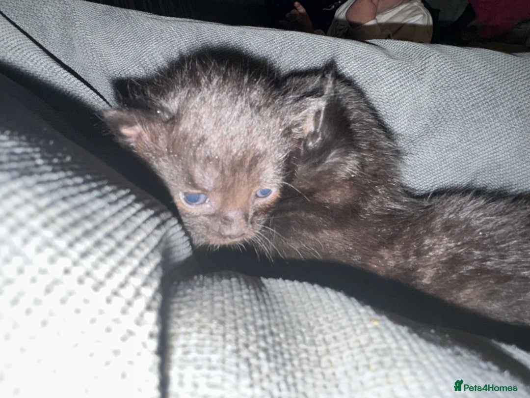 British Shorthair cats for sale: Kittens  - Advert 14