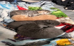 Mixed Breed cats for sale: Half mine coon half British  - Image 23