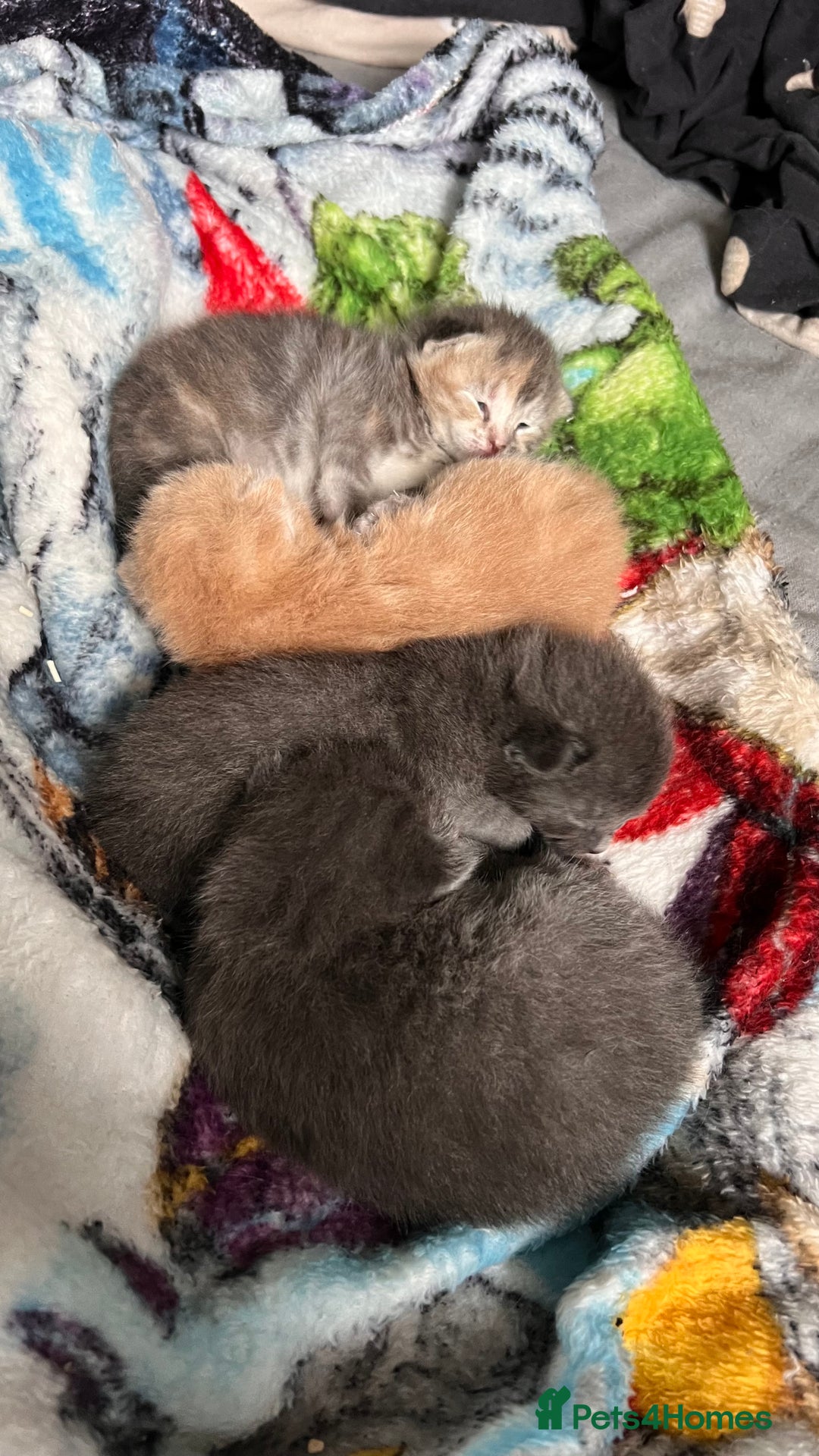 Mixed Breed cats for sale: Half mine coon half British  - Image 23