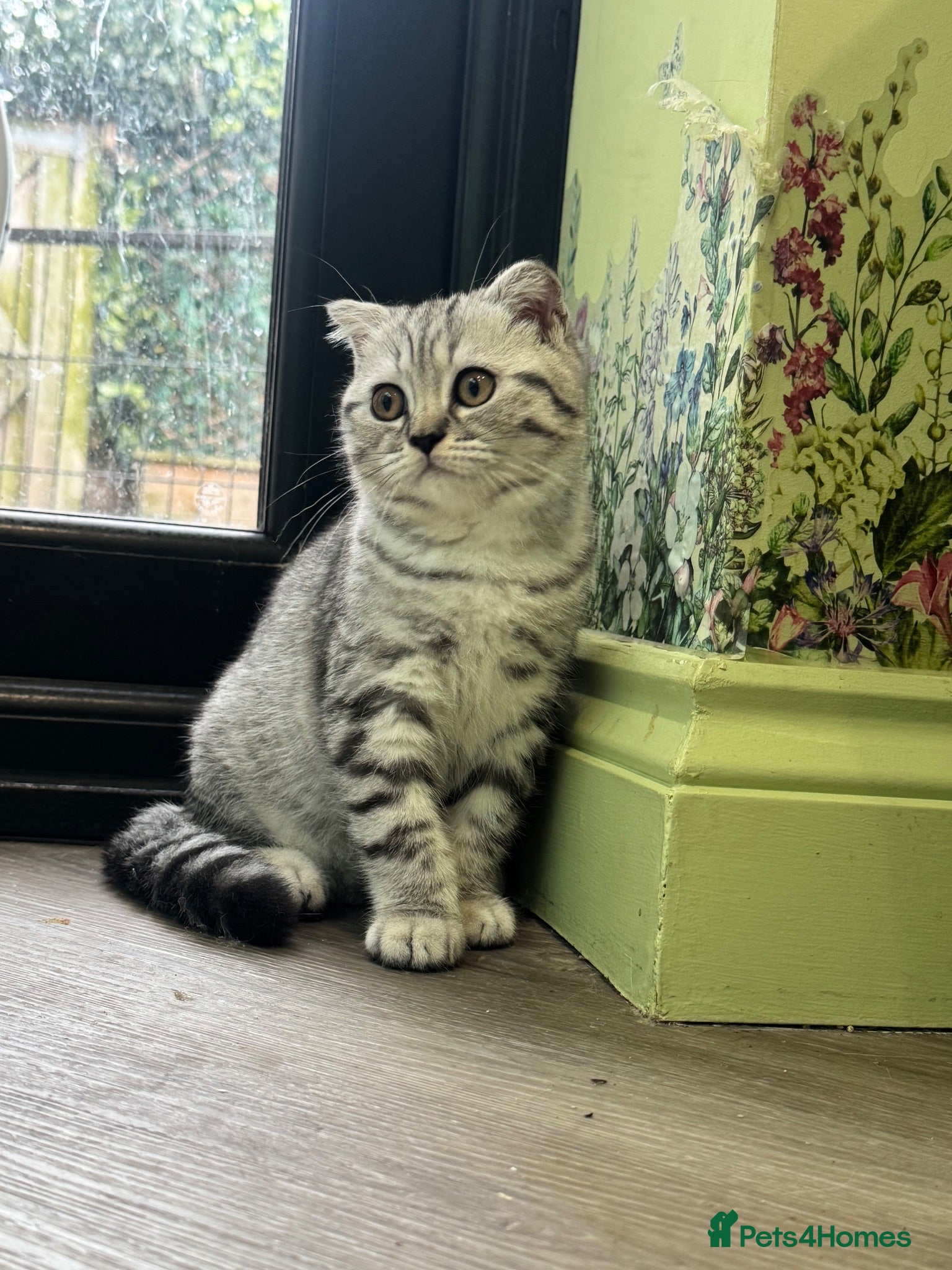 Scottish Fold cats Scottish fold REDUCED!! Ready for new home  - Advert 1