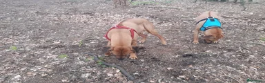 Rhodesian Ridgeback Puppy 2