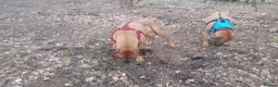 Rhodesian Ridgeback dogs for sale: 🦁RHODESIAN RIDGEBACKS PUPPIES🦁  - Advert 21