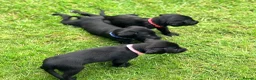 Cockerdor dogs for sale: Working Cockador Pups chocolate black white  - Advert 17