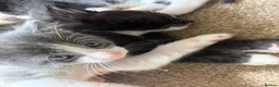 Mixed Breed cats for sale: 8 wk Grey White Kitten - Advert 7
