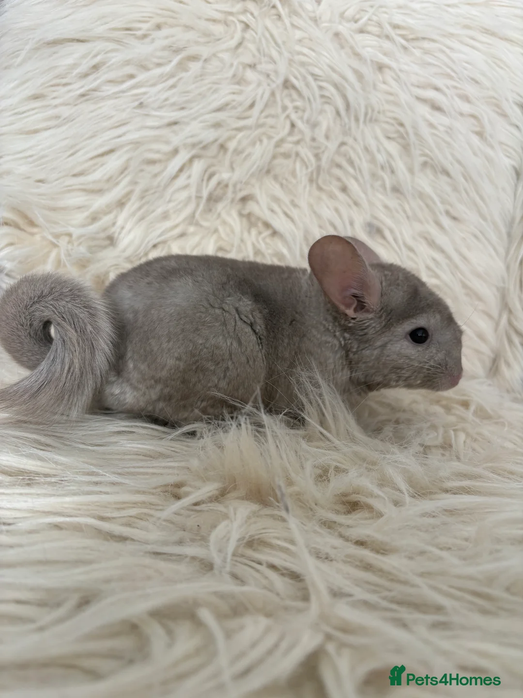 Chinchilla rodents for sale: 2 girl chinchillas ready for new home  - Advert 1