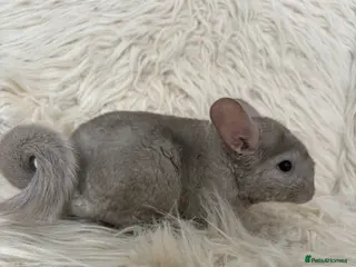 Chinchilla rodents 2 girl chinchillas ready for new home - Advert 2
