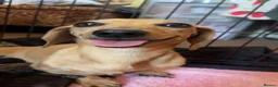 Miniature Dachshund dogs for sale: Stunning brindle miniature dachshund puppies in Plymouth - Advert 2