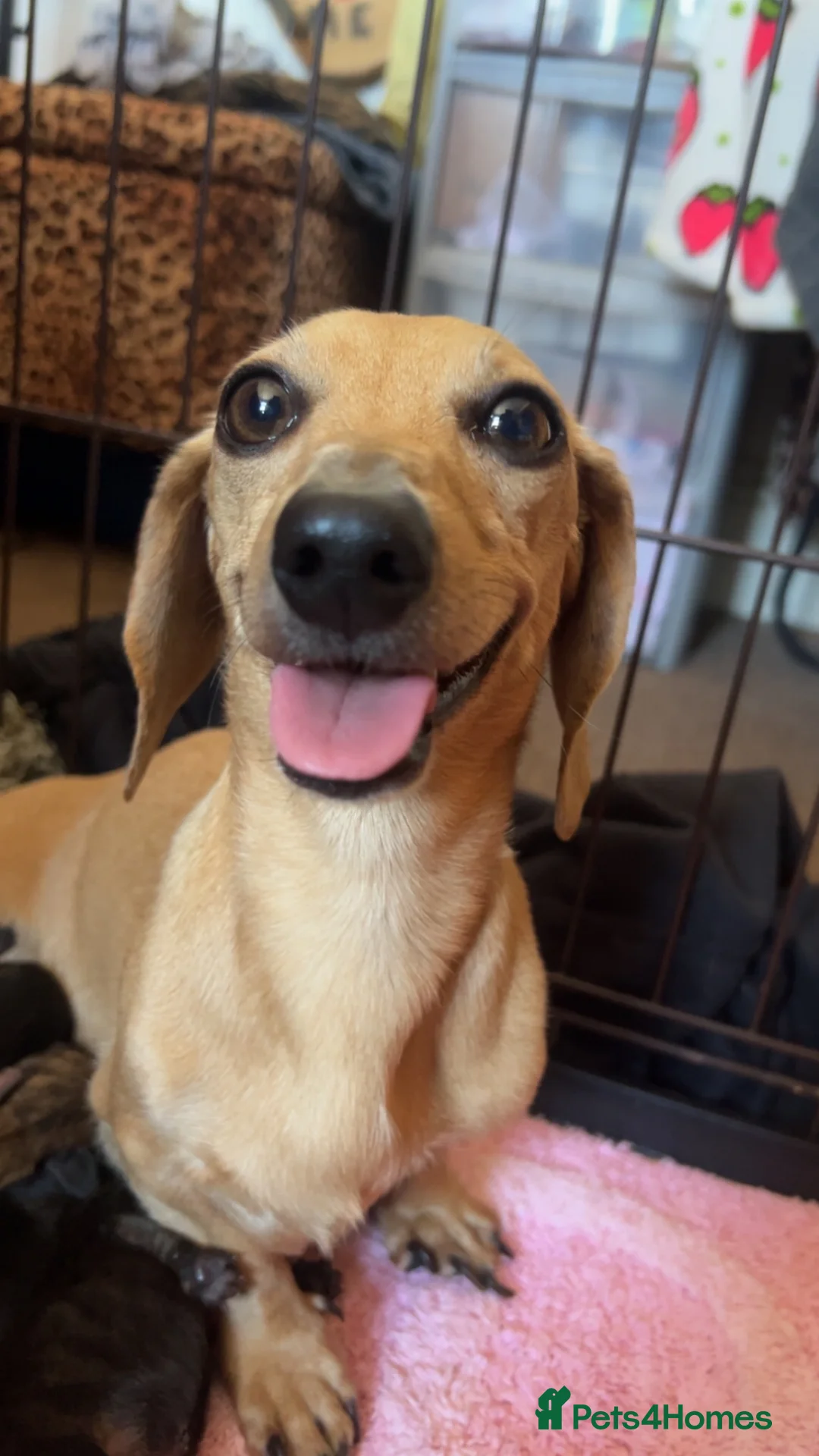 Miniature Dachshund dogs for sale: Stunning brindle miniature dachshund puppies in Plymouth - Advert 2