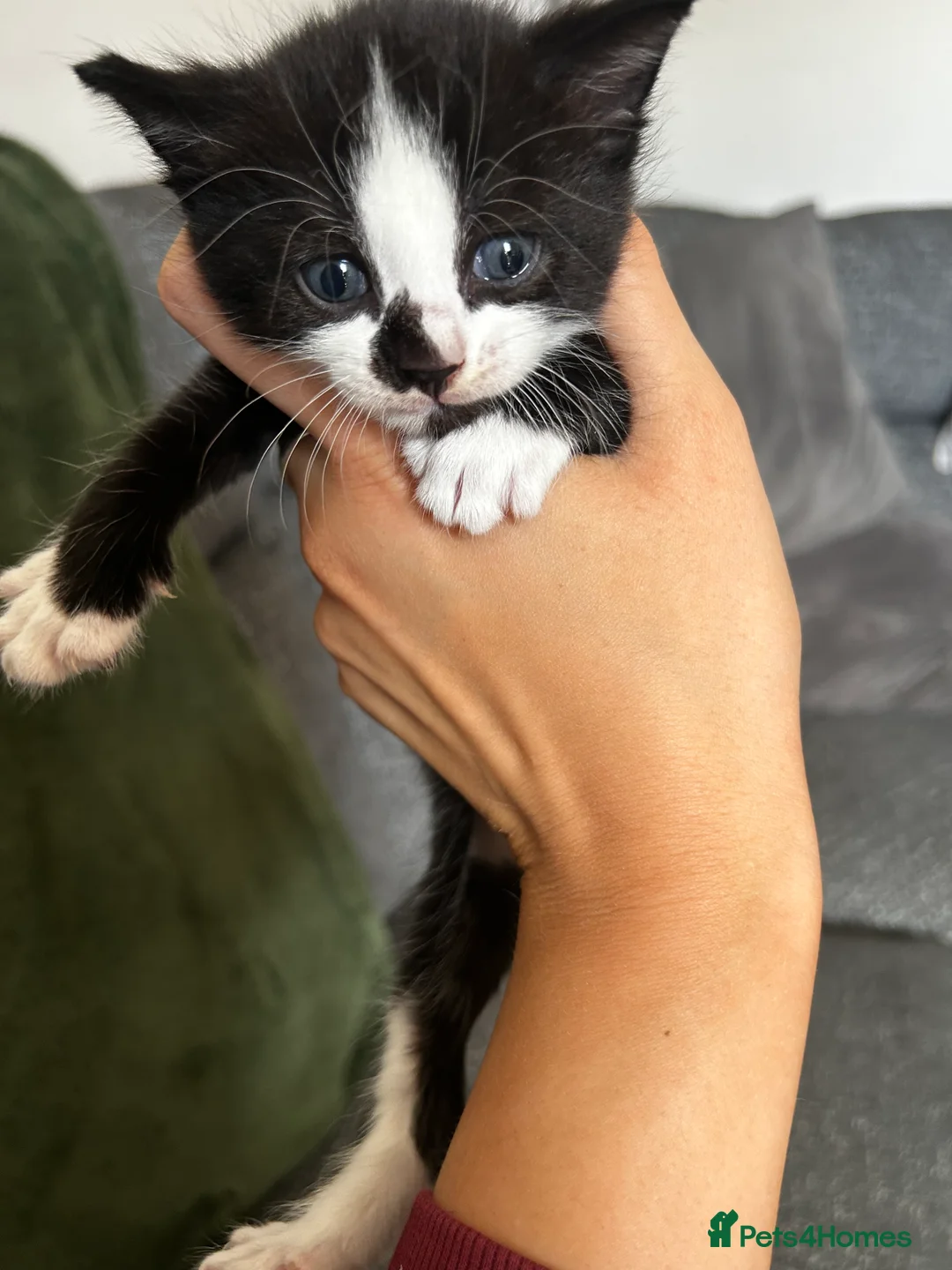 Mixed Breed cats for sale: 3 male kittens for sale  - Advert 2