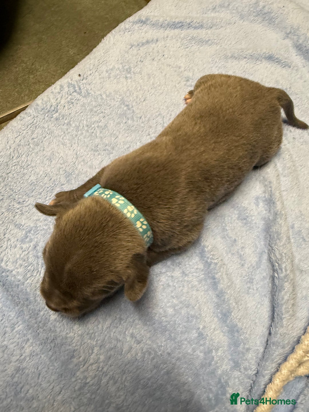 Staffordshire Bull Terrier dogs for sale: Blue Staffordshire bull terrier staffy  - Advert 15