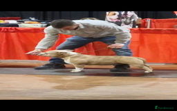 American Bully dogs for sale: pocket bully pups, ABKC registered, 14wks old. - Image 22