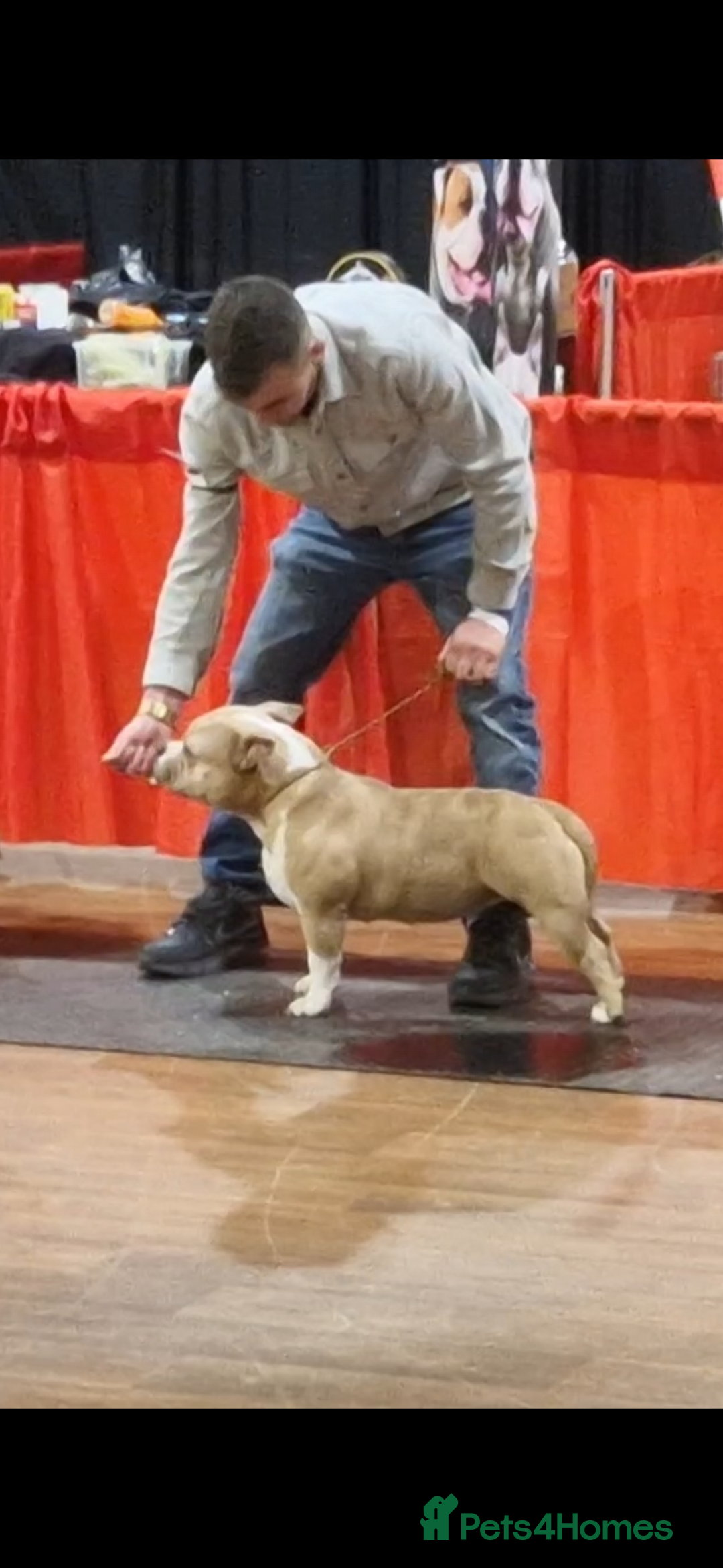 American Bully dogs for sale: pocket bully pups, ABKC registered, 14wks old. - Image 22