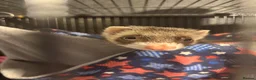 Ferret rodents for sale: 2 female ferrets for sale  in Brighton - Advert 4