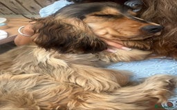 Cocker Spaniel dogs for stud: Simba the stud - Image 4