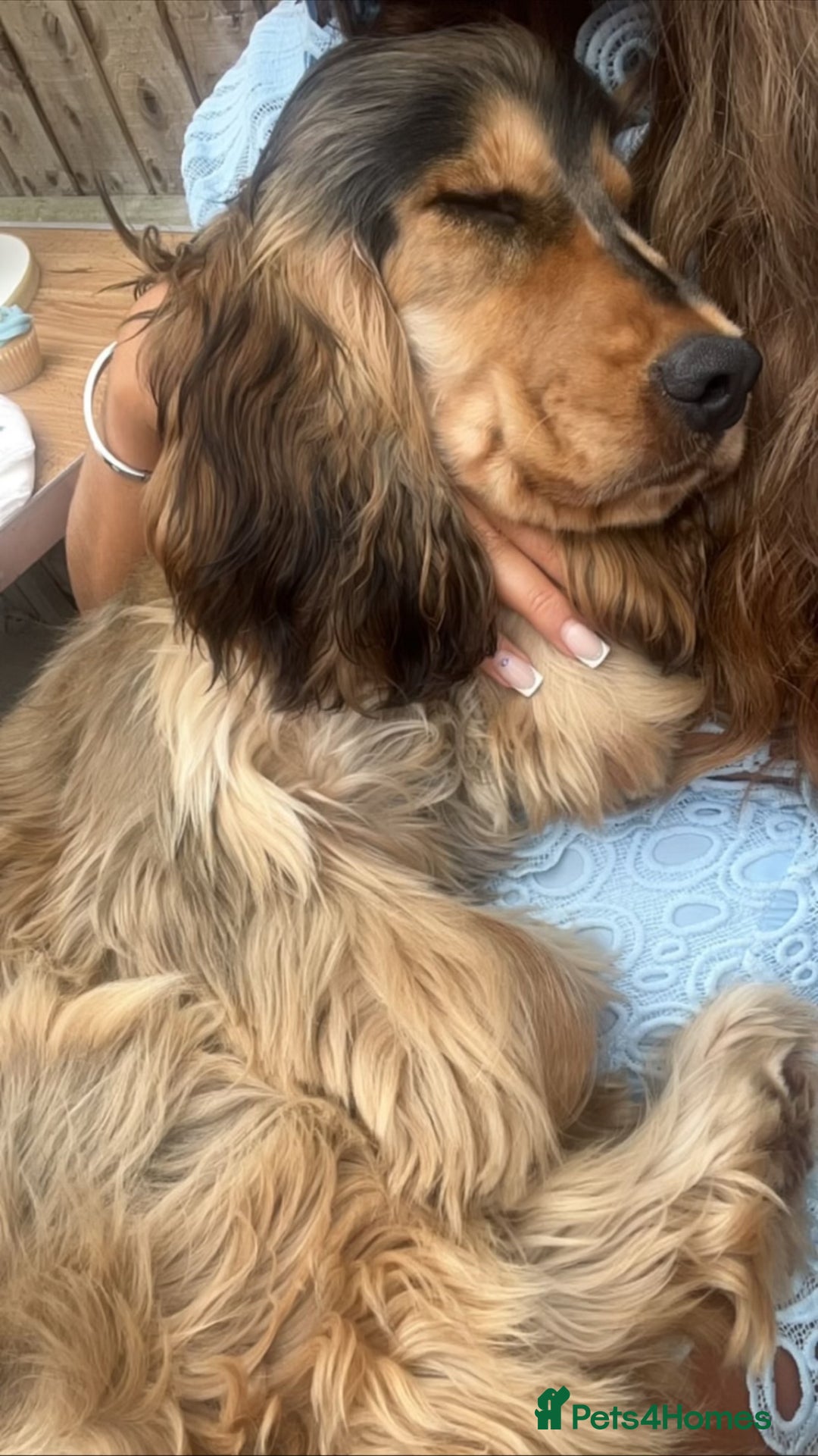 Cocker Spaniel dogs for stud: Simba the stud - Image 4