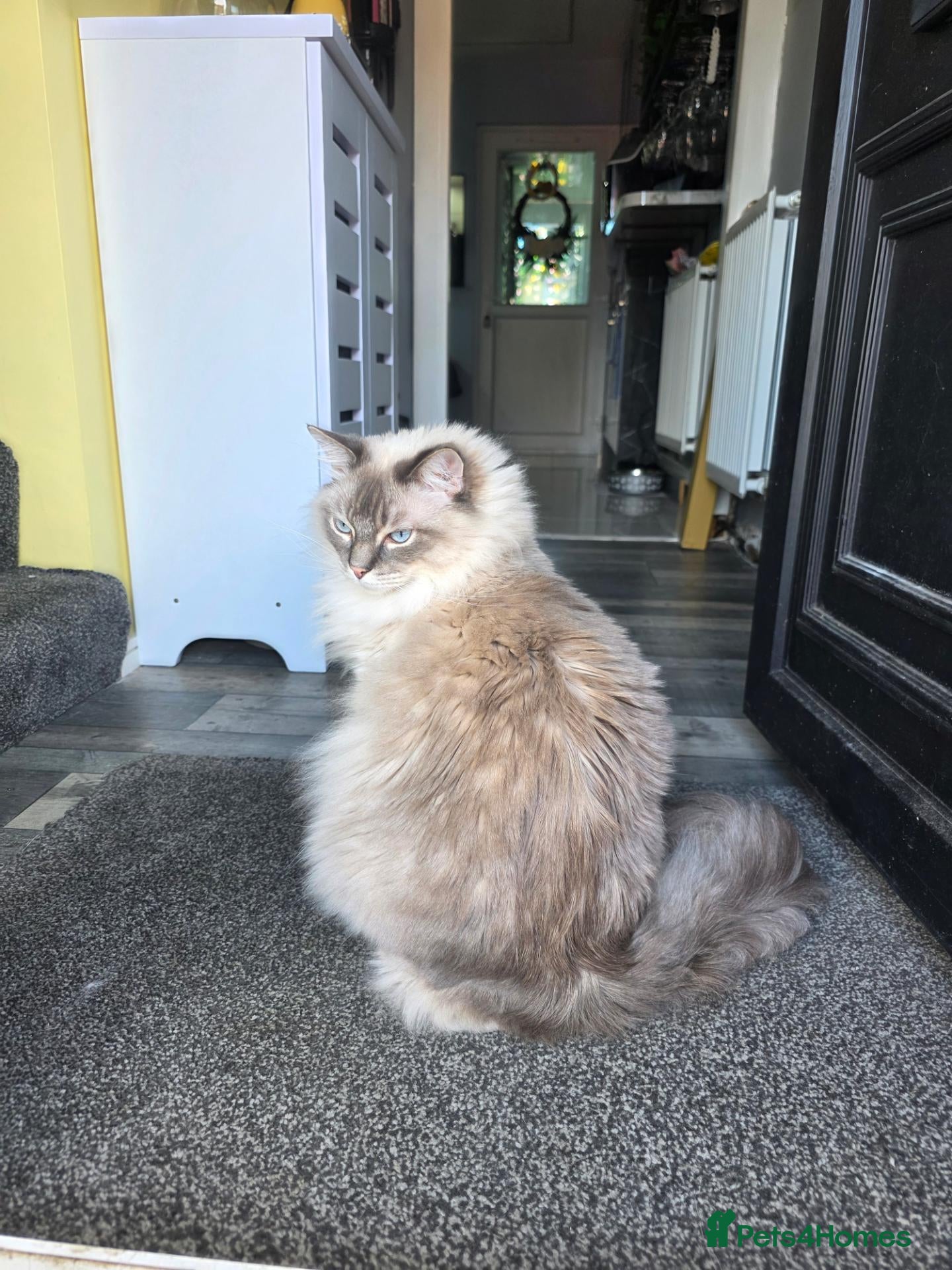 Mixed Breed cats Ragdoll & bengal for adoption - Advert 5