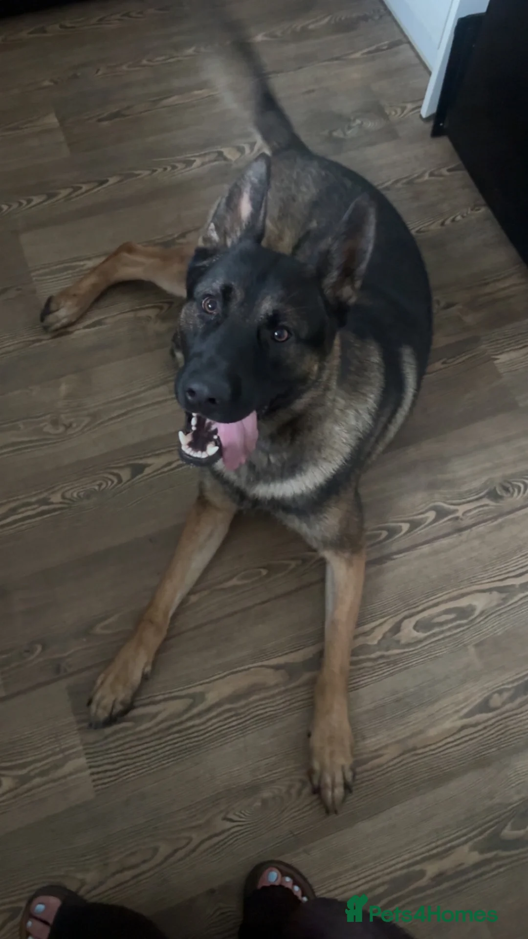 German Shepherd dogs for sale: German Shepherd  in Wrexham - Advert 1