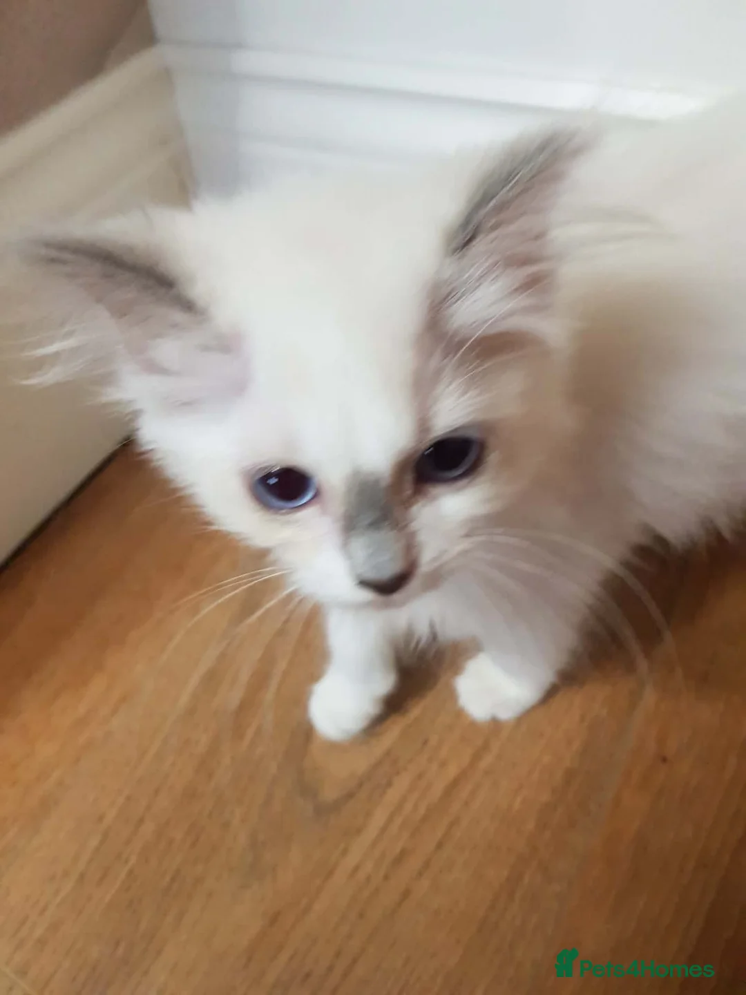 Ragdoll cats for sale: 1 girl ragdoll READY NOW - Advert 2
