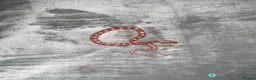Corn Snake reptiles for sale: Baby Corn Snakes of various colours. in Hastings - Advert 12