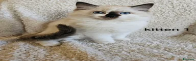Ragdoll Kitten 1