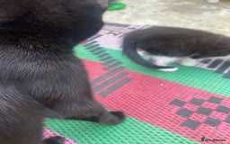 Bombay cats for sale: kitten for sale!! - Image 5