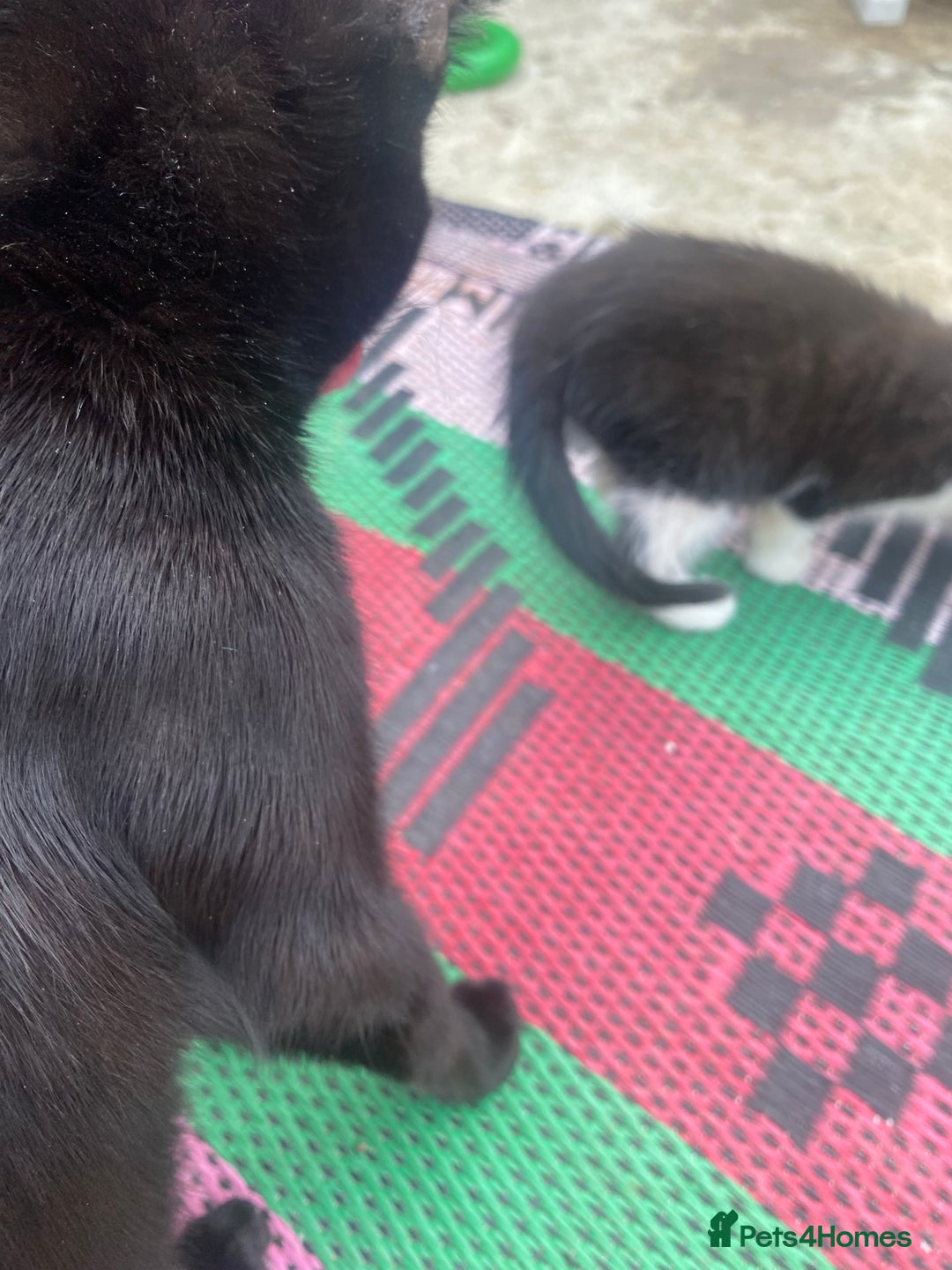Bombay cats for sale: kitten for sale!! - Image 5