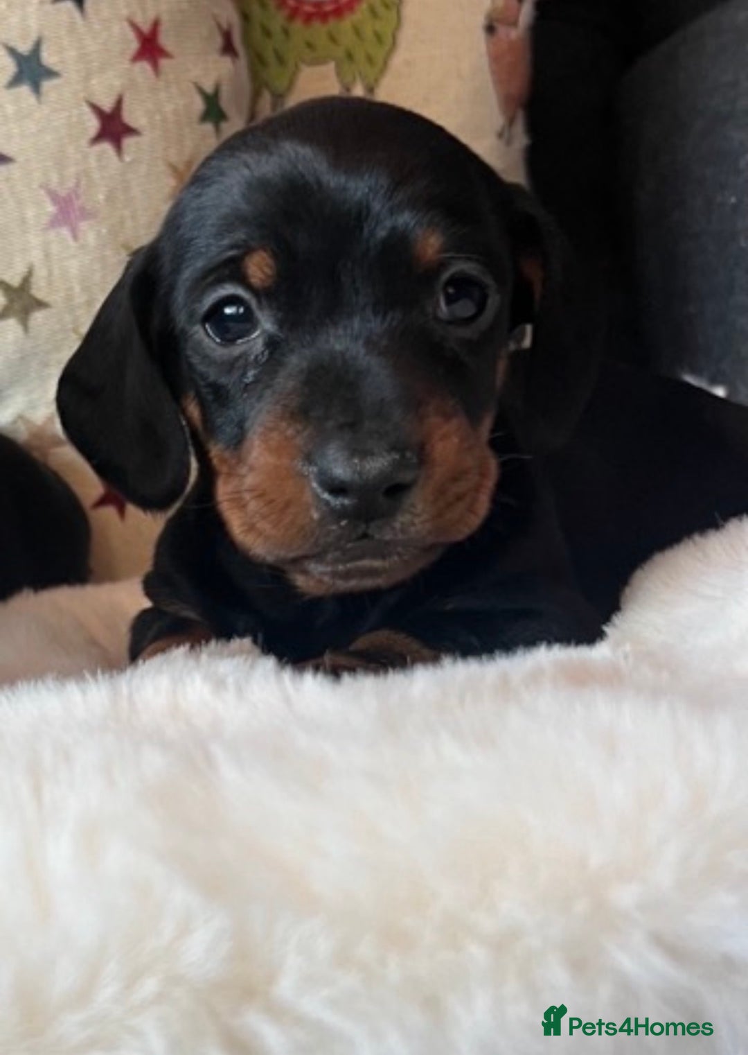Miniature Dachshund dogs for sale: Stunning puppies,kc reg and pra clear - Advert 4