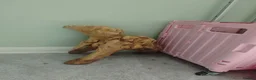 Python Snake reptiles for sale: 5 foot tank for sale  - Advert 6