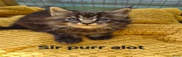 Maine Coon cats for sale: Beautiful maine coon kittens  - Advert 4