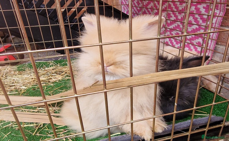 Mini Lion Lop rabbits - Advert 1