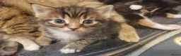 Mixed Breed cats for sale: 4 gorgeous little kitten looking for homes  - Advert 19