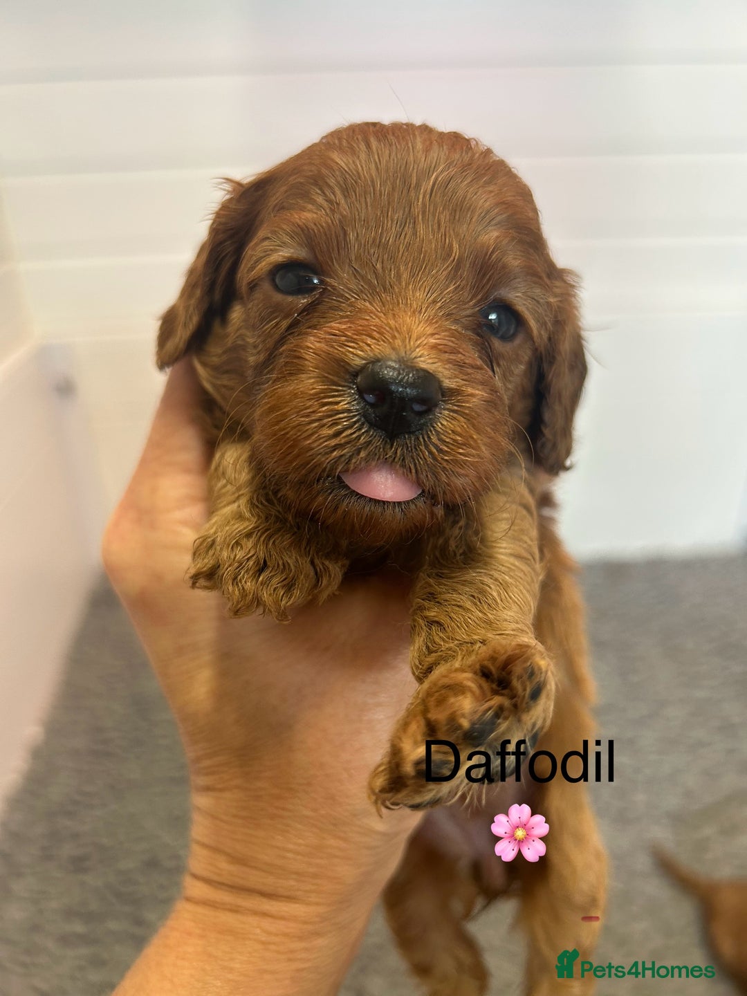 Cavapoo dogs for sale: F1 CAVAPOO BABIES 5🌟LICENSED BREEDER  - Image 5