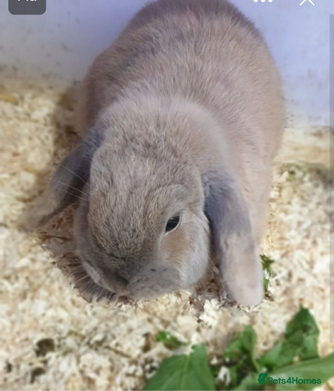 Mini Lop rabbits for sale: Super friendly minilop - Advert 2