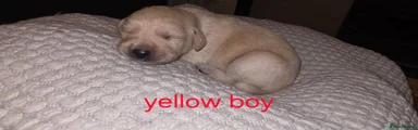 Labradoodle 2