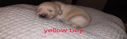 Labradoodle dogs for sale: F1B Labradoodle  - Advert 33