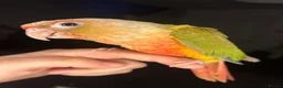 Conures birds for sale: Hand reared conure  in Newport - Advert 1